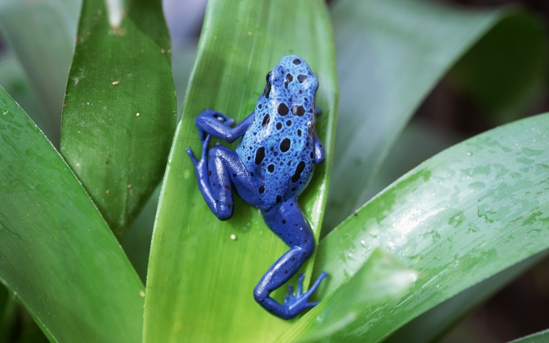 Wallpapers de ranas en HD, fondos de pantalla de ranas