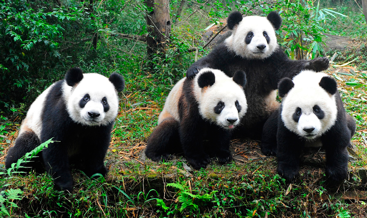 Imágenes de Osos Panda, fotos HD