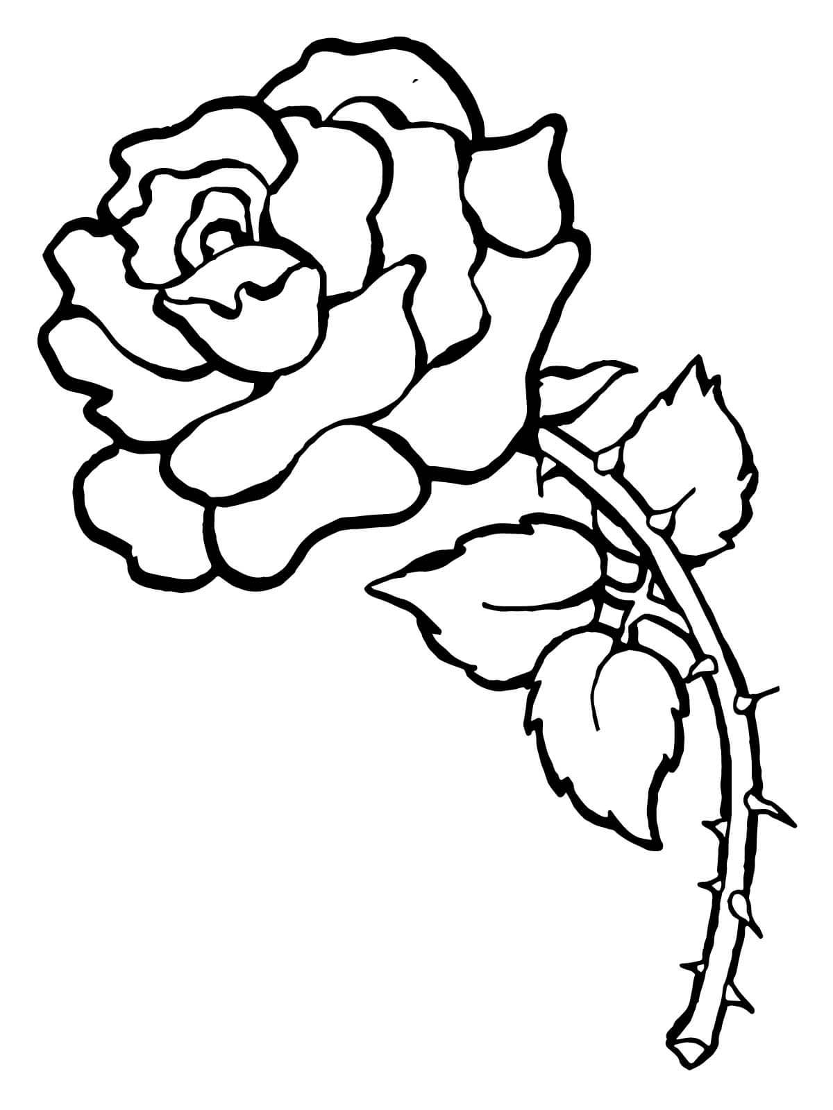 Dibujos De Rosas Para Colorear Pintar E Imprimir