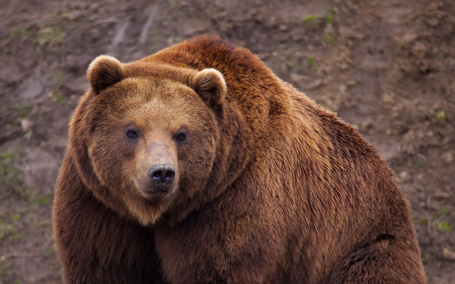 26 Fondos de pantalla del Oso Pardo, Wallpapers de Osos en HD