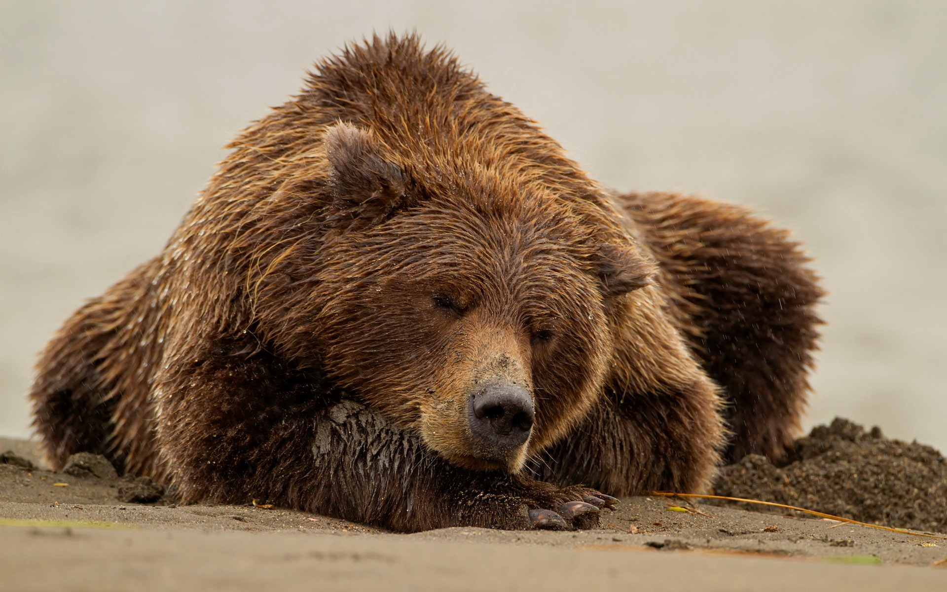 26 Fondos de pantalla del Oso Pardo, Wallpapers de Osos en HD - 1920 x 1200 jpeg 746kB