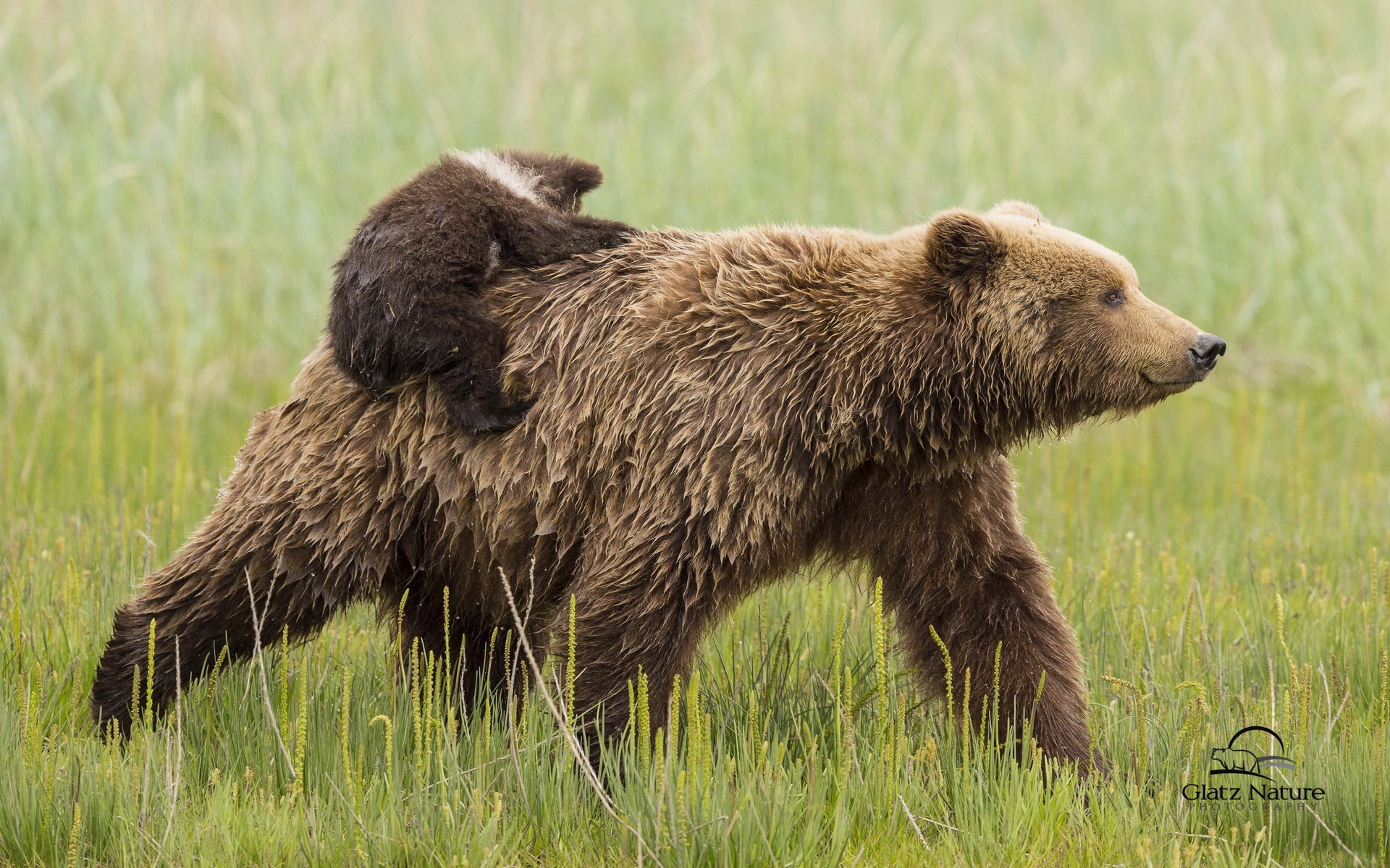 26 Fondos de pantalla del Oso Pardo, Wallpapers de Osos en HD1920 x 1200