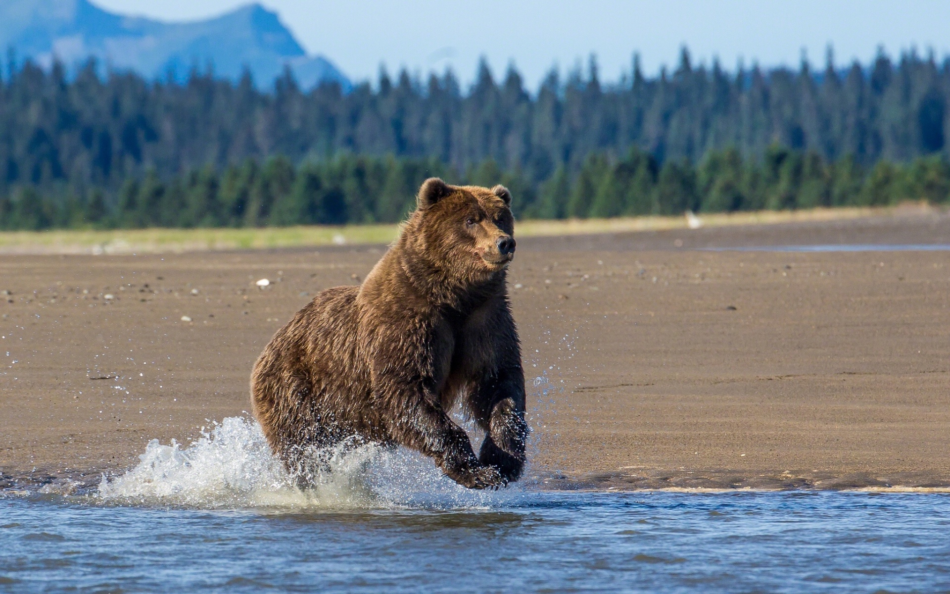 26 Fondos de pantalla del Oso Pardo, Wallpapers de Osos en HD1920 x 1200