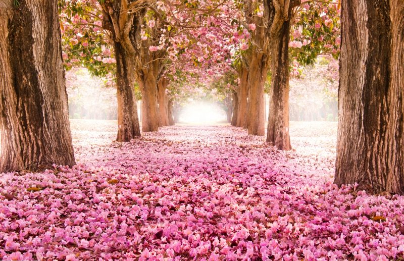 Fondos de pantalla de Primavera, Wallpapers HD