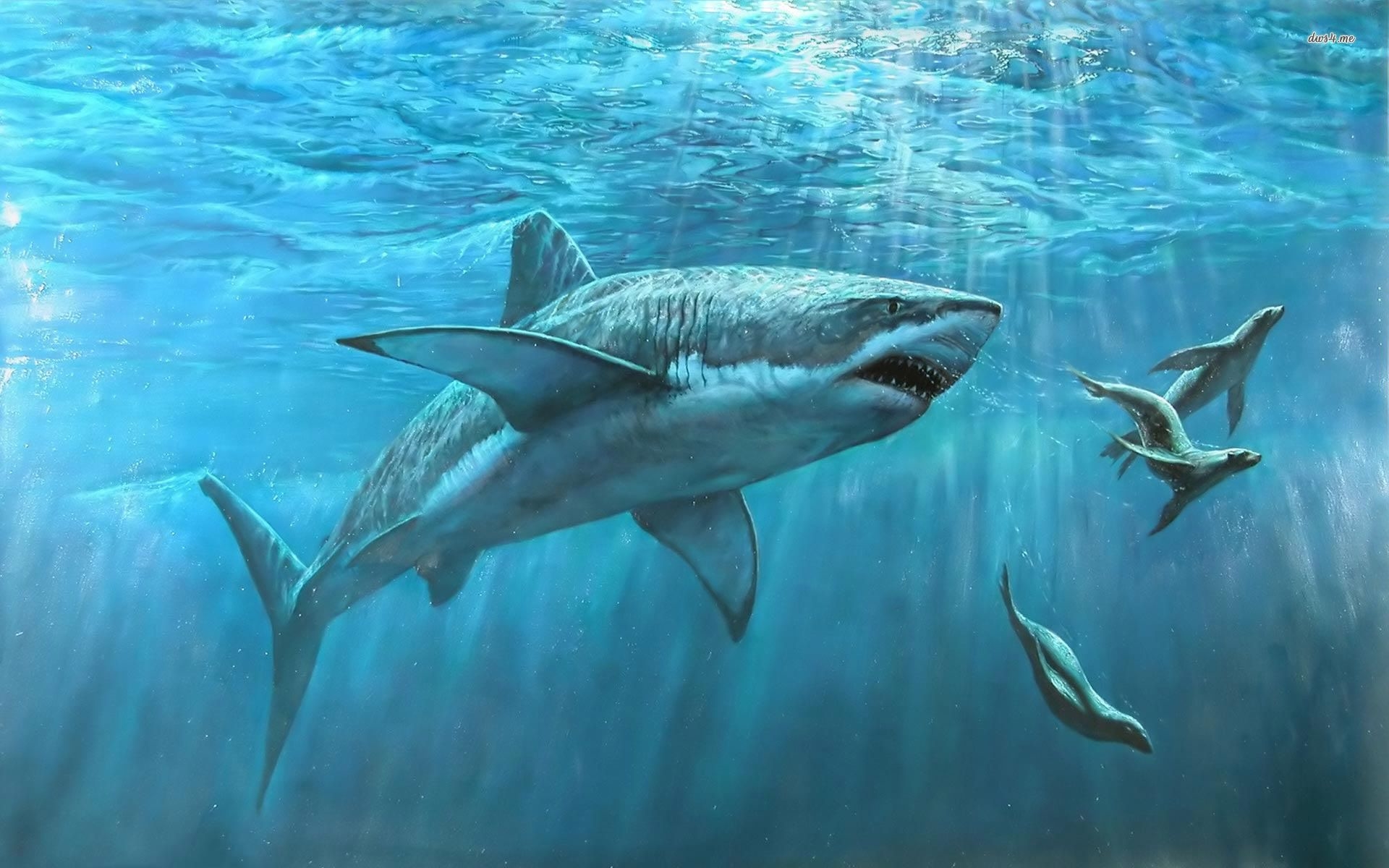 Các nhà khoa học cho biết megalodon cổ đại khổng lồ to tới mức chúng có thể  ăn thịt cá voi sát thủ  Tinh hoa Công nghệ