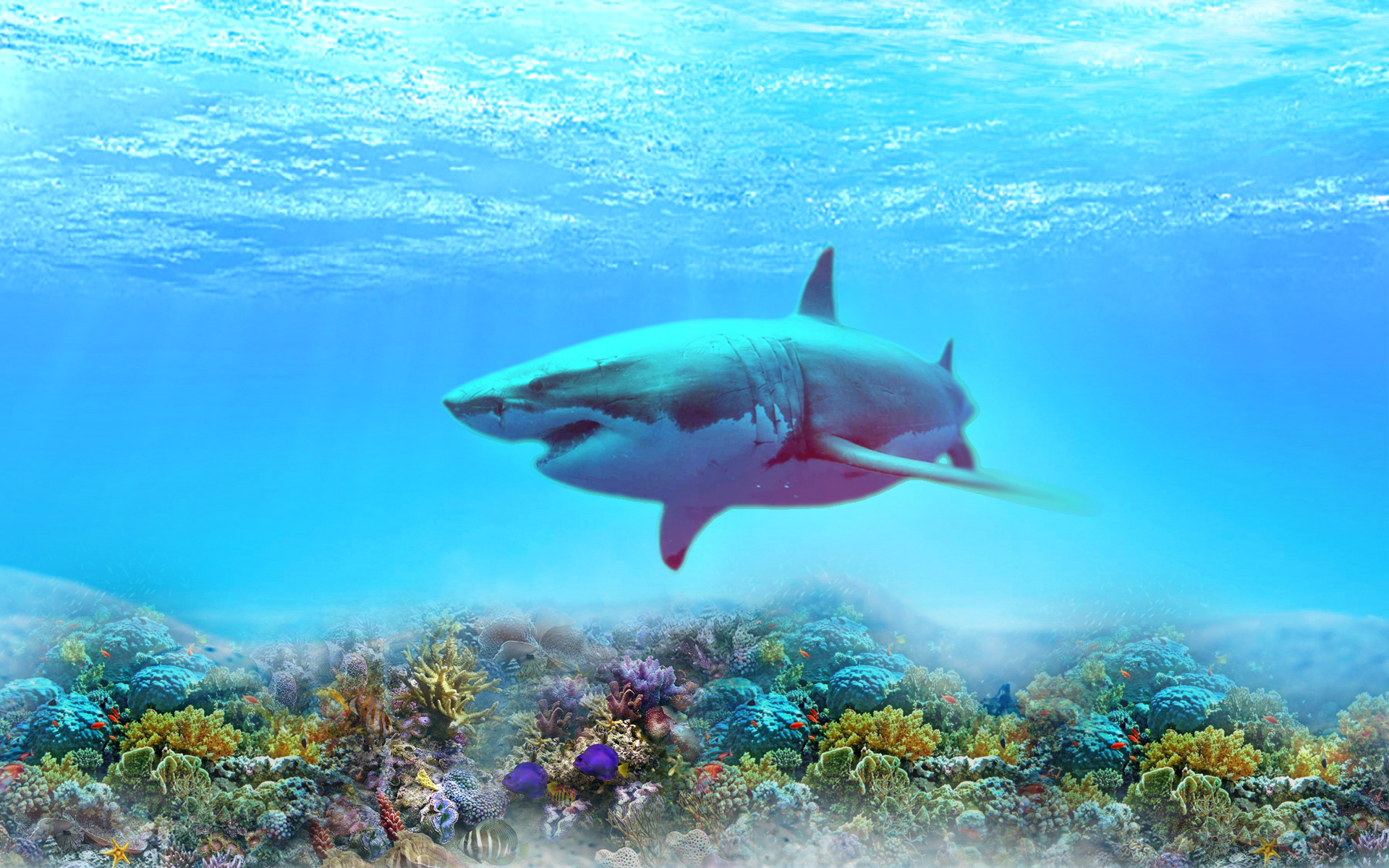 Tiburon, Fondos de pantalla de tiburones, Wallpapers HD Gratis
