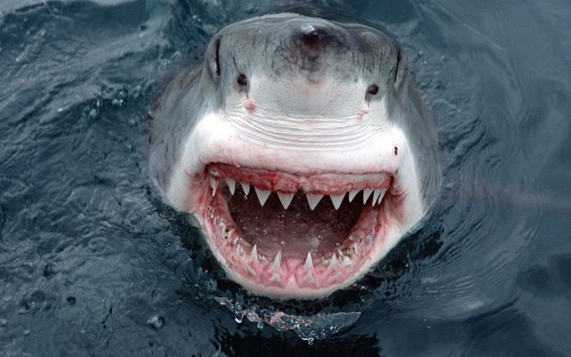 Tiburón con la boca abierta