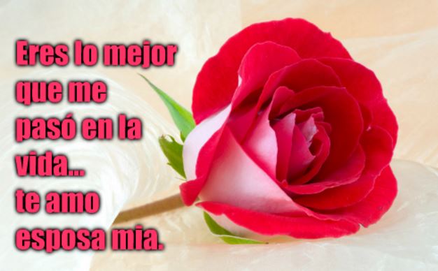 23 Imágenes de rosas rojas con frases de amor romanticas