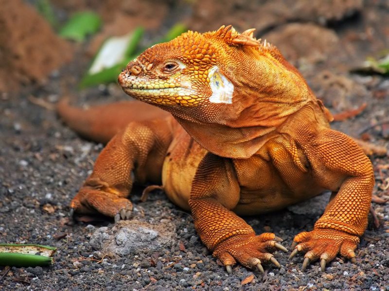 Fotos del Dragón de Komodo