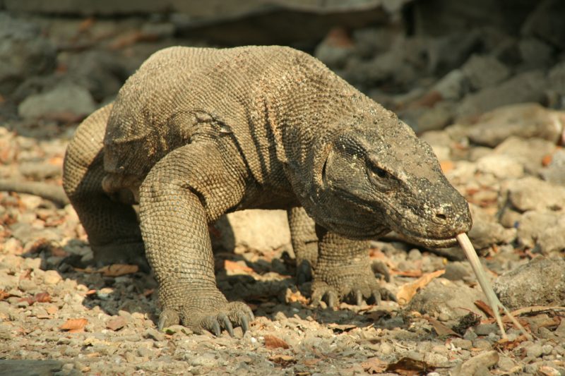 Dragón de Komodo