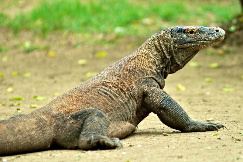 Fotos del Dragón de Komodo