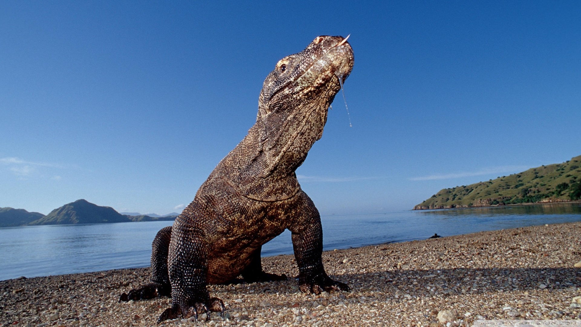 Fotos del Dragón de Komodo, Imágenes HD de un Dragón Real