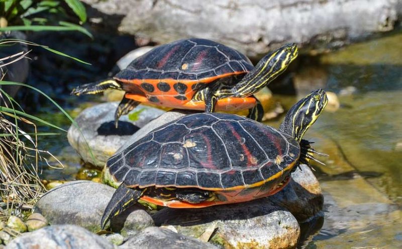 Fotos de Tortugas, Imágenes de Tortugas de agua y tierra en HD