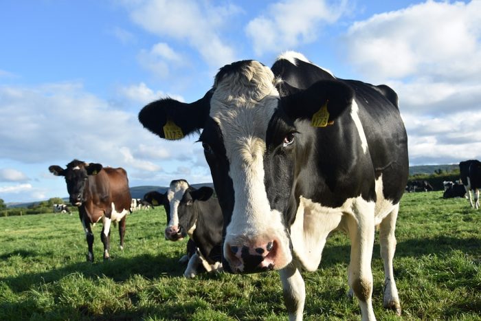 Fotos de vacas lecheras