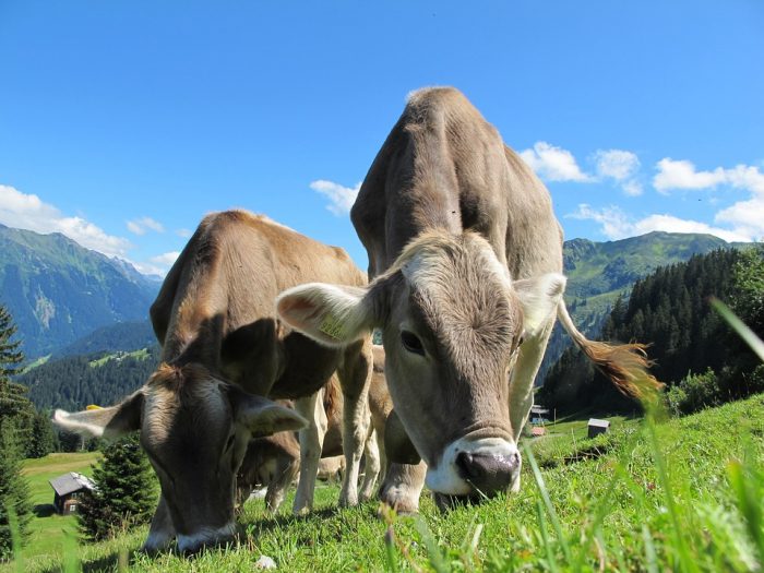 Vacas en el monte fotos