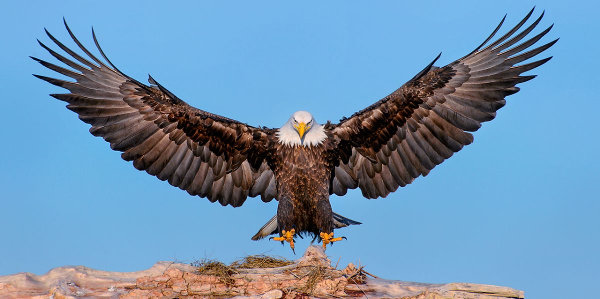 Imágenes de Águilas, fotos bonitas de Águilas