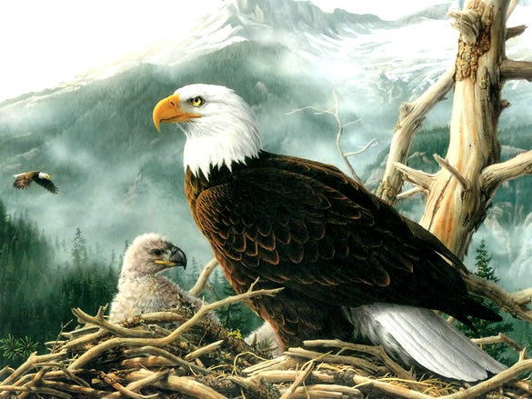 hacer los deberes perecer Increíble Imágenes de Águilas, fotos bonitas de Águilas