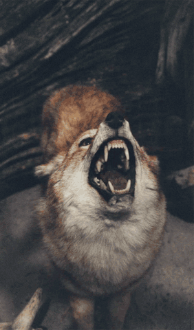 Gifs Animados de Lobos, Imágenes con Movimiento de Lobos Bonitos