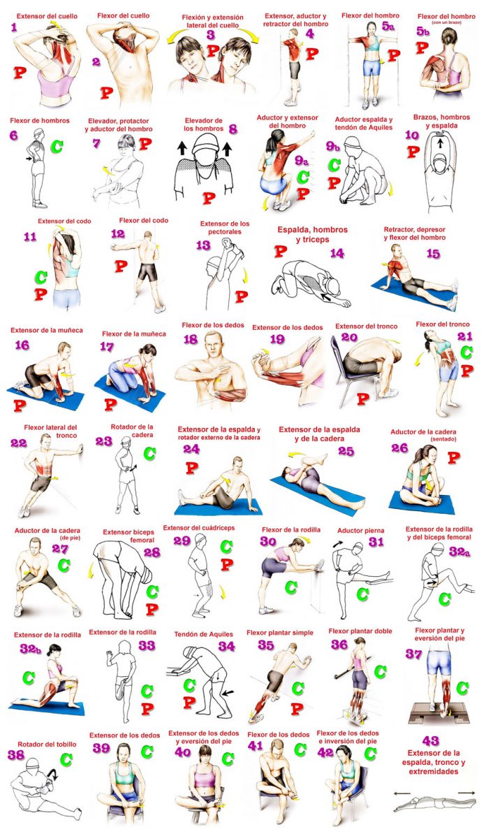 Tablas de Estiramientos Imprescindibles