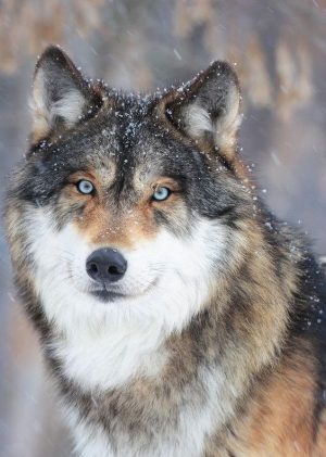 Fotos preciosas de lobos salvajes