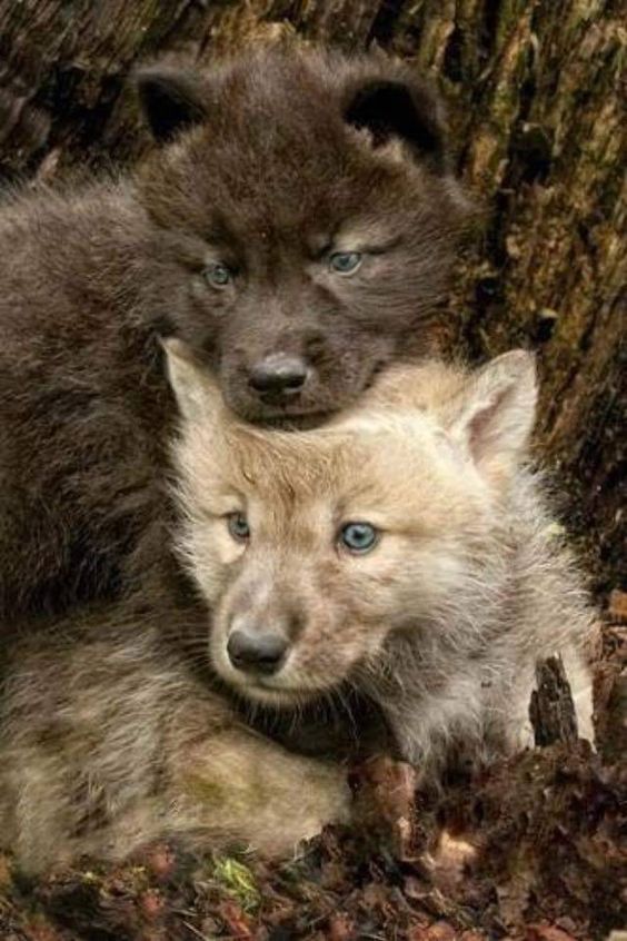 Fotos preciosas de lobos salvajes