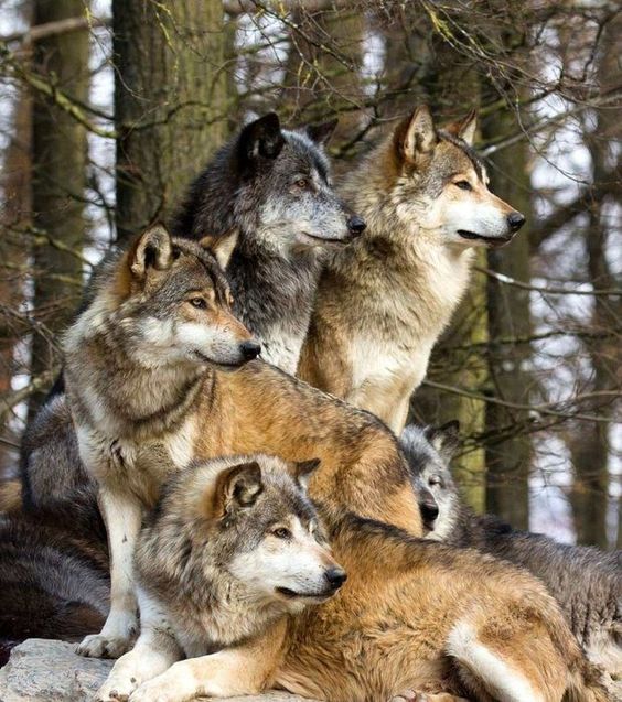 Manada de lobos