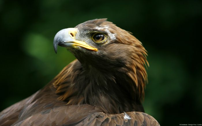 Aguila