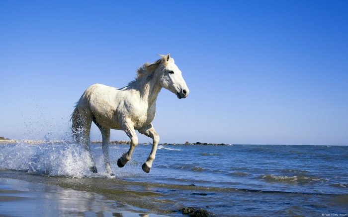 Caballo blanco corriendo en la playa