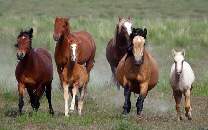 caballos salvajes