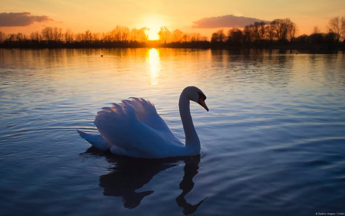 Cisne en un lago al anochecer