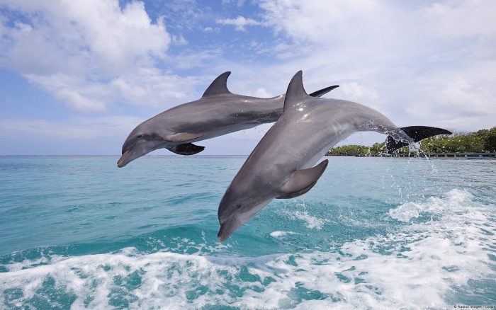 Delfines