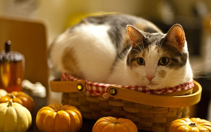 Gato en una cesta