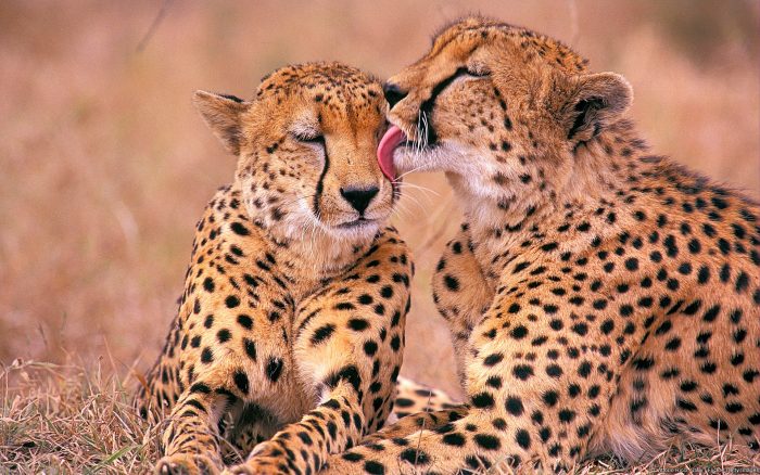 guepardos dándose besos