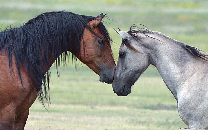 caballos acariciandose