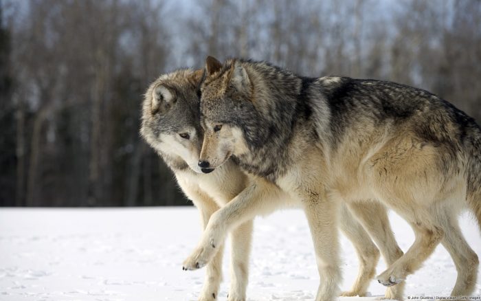 lobos acariciandose