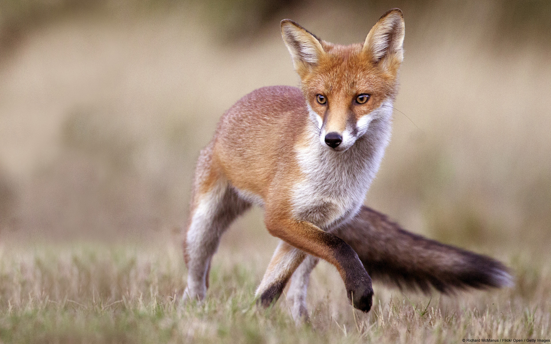 Tpof fox. Обыкновенная лисица. Красивая лиса. Лиса картинка. Лиса бежит.