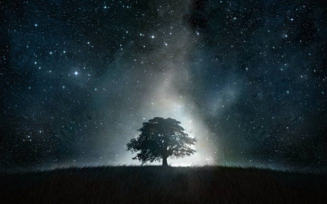 fondo de árbol con noche estrellada