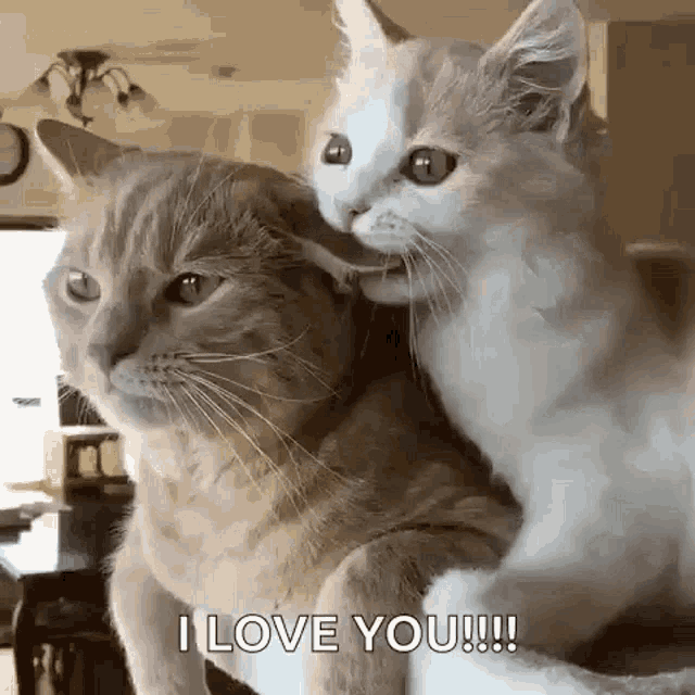 Cats I Love you gifs