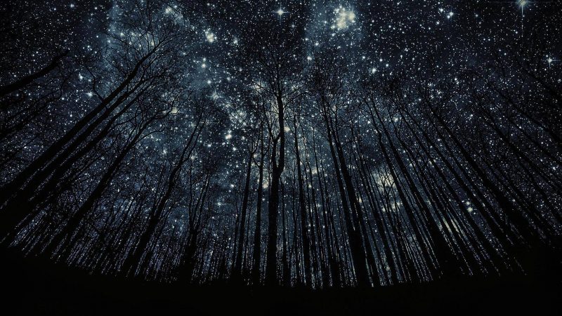 Estrellas vistas desde un bosque en la noche