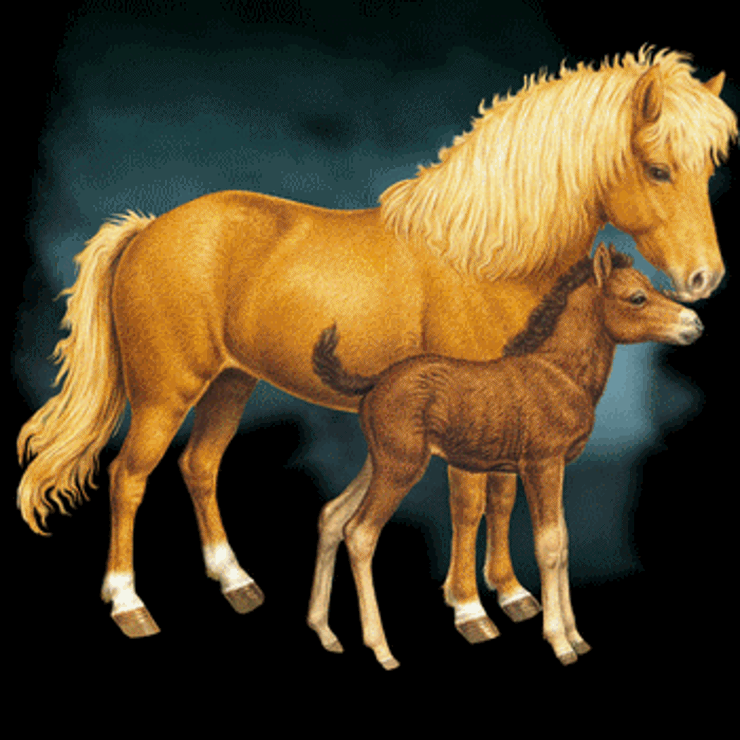 Конь: Зороастрийский гороскоп Gifs-de-Caballos-4