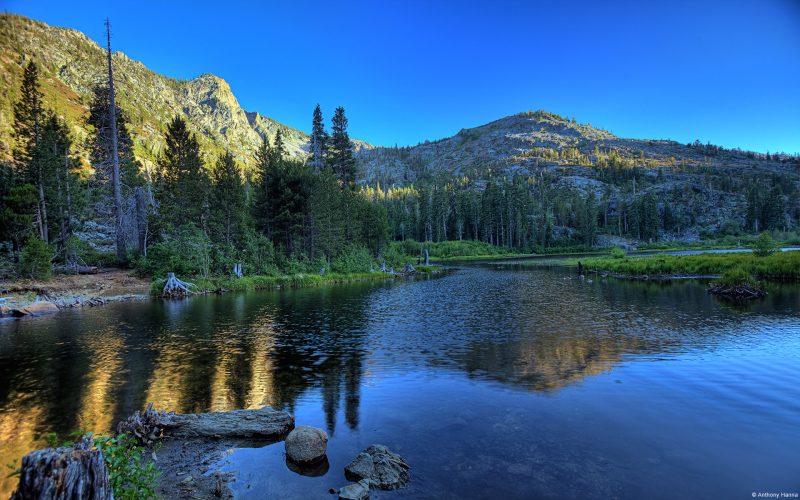 Bosque de California