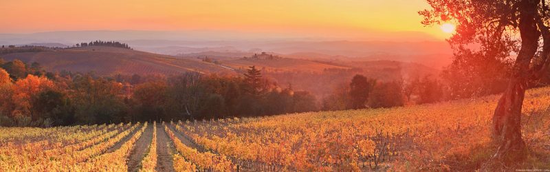 Puesta de sol sobre viñedos en Siena, la Toscana, Italia