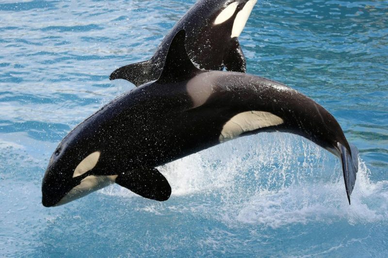 orcas