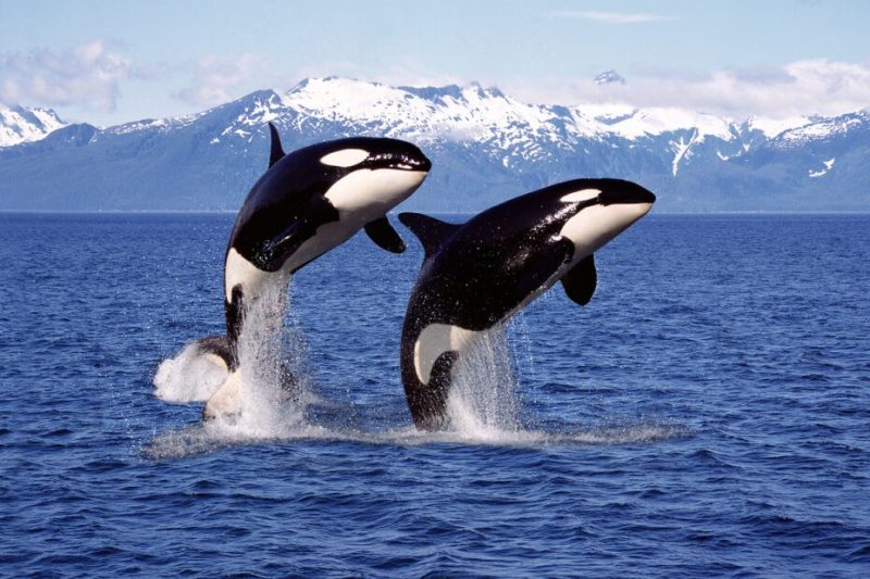 celebra día mundial de las orcas