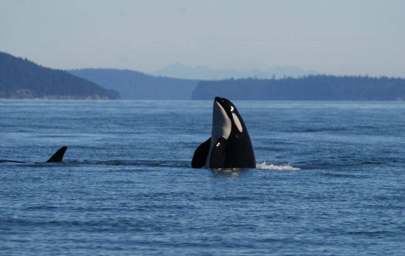 orcas en el mar