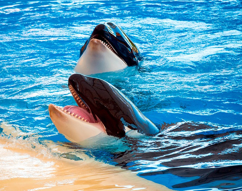 orcas en parques acuáticos