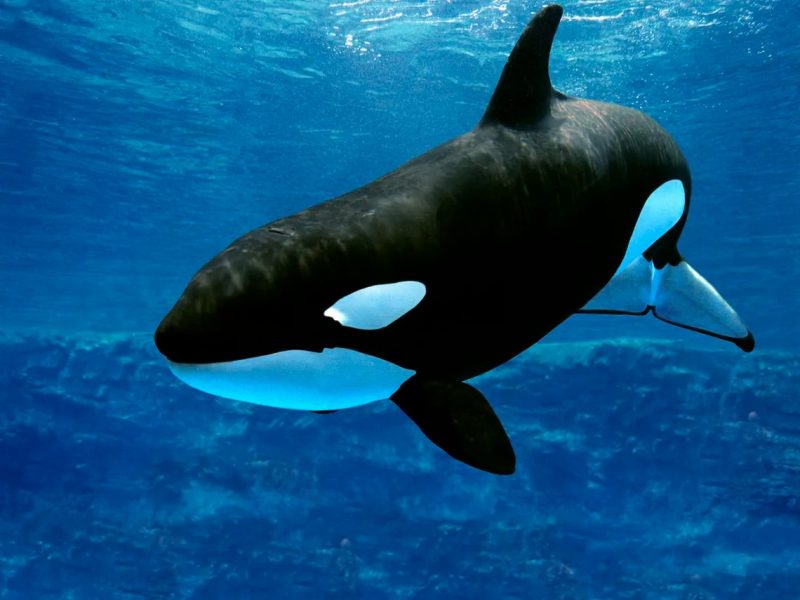 orcinus orca