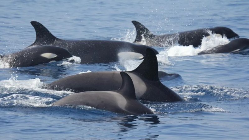 grupo de orcas