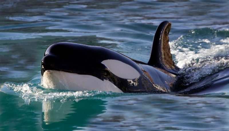 mamífero marino cetáceo orca