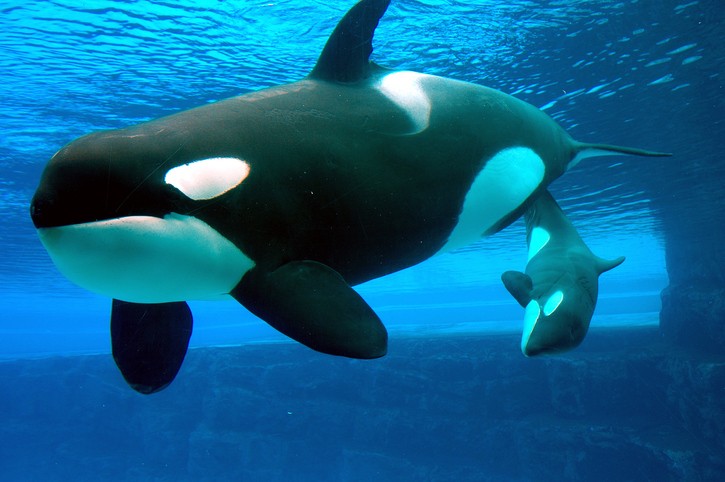 orcas dia mundial